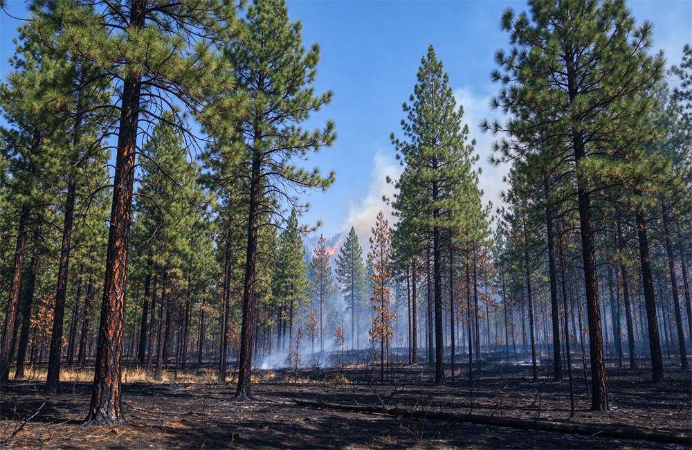 Clear blue sky after a wildfire with green pine forest and smoke in the distance for bulk orders, multiple sizes available Clear blue sky after a wildfire with green pine forest and smoke in the distance for bulk orders, multiple sizes available